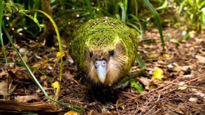 Фауна новой зеландии Какие животные живут в новой зеландии список