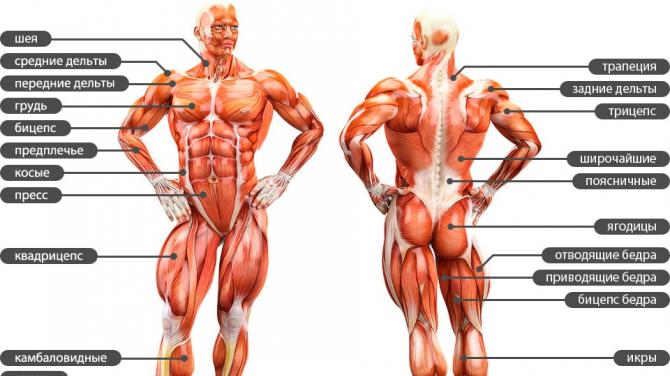 Анатомия основных мышц Самая обширная мышца в теле человека